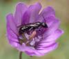 Chelostoma sp.